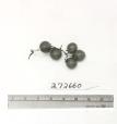 Click for 1 image(s) for this accession. FRUIT